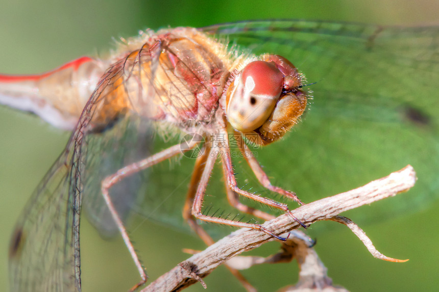 高动态区域中常见的达特龙蝇飞行野生动物叶子金银花杂草翅膀镖手摄影蜻蜓滑翔机图片