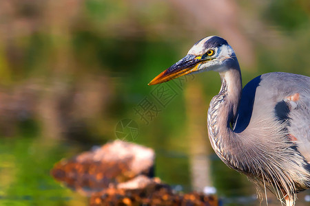 阿尔迪亚希罗底亚斯高动态区域大蓝海隆捕捞沼泽湿地苍鹭池塘野生动物动物界大道羽毛蓝鹭脖子背景