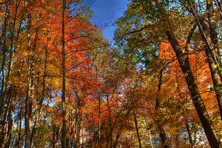 高动态地带的林树分支机构红色树木颜色灌木丛绿色树叶杂草黄色镜子背景图片
