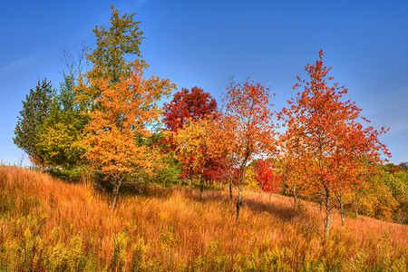 高动态地带的林树池塘公园黄色树木分支机构镜子灌木丛红色颜色杂草背景图片