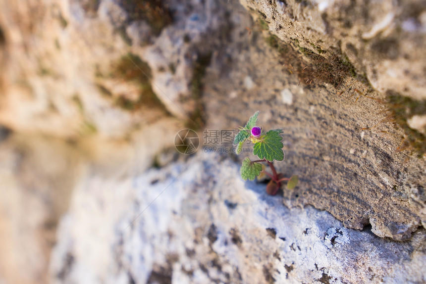 花朵在岩石中图片