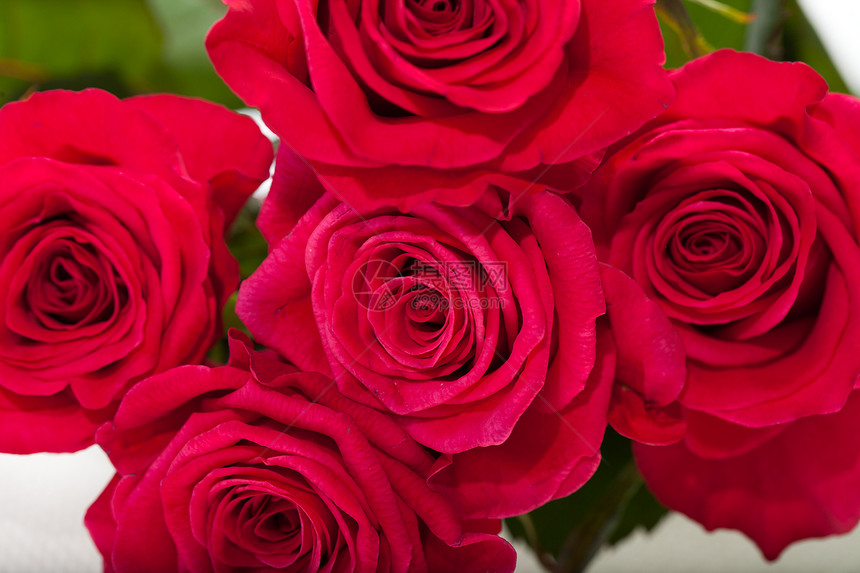 红玫瑰玫瑰花瓣生日女性花园花朵园艺情人水滴植物图片