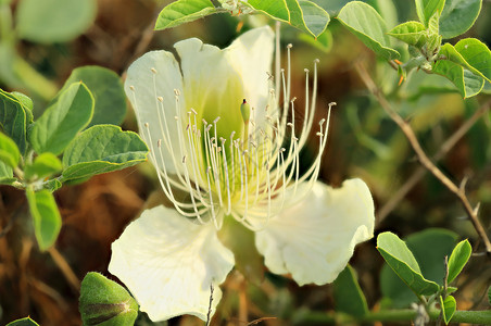 紫辣椒花蔬菜水果食物花瓣粉色植物叶子绿色卵形紫色高清图片