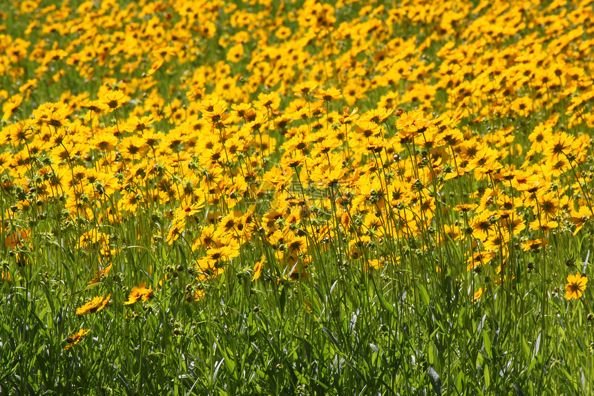 花朵在园中黄色花园绿色植物群图片