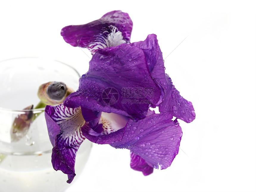 杯子里有紫罗兰的爱丽丝宏观叶子生长发芽花瓣花束植物植物学脆弱性绿色图片