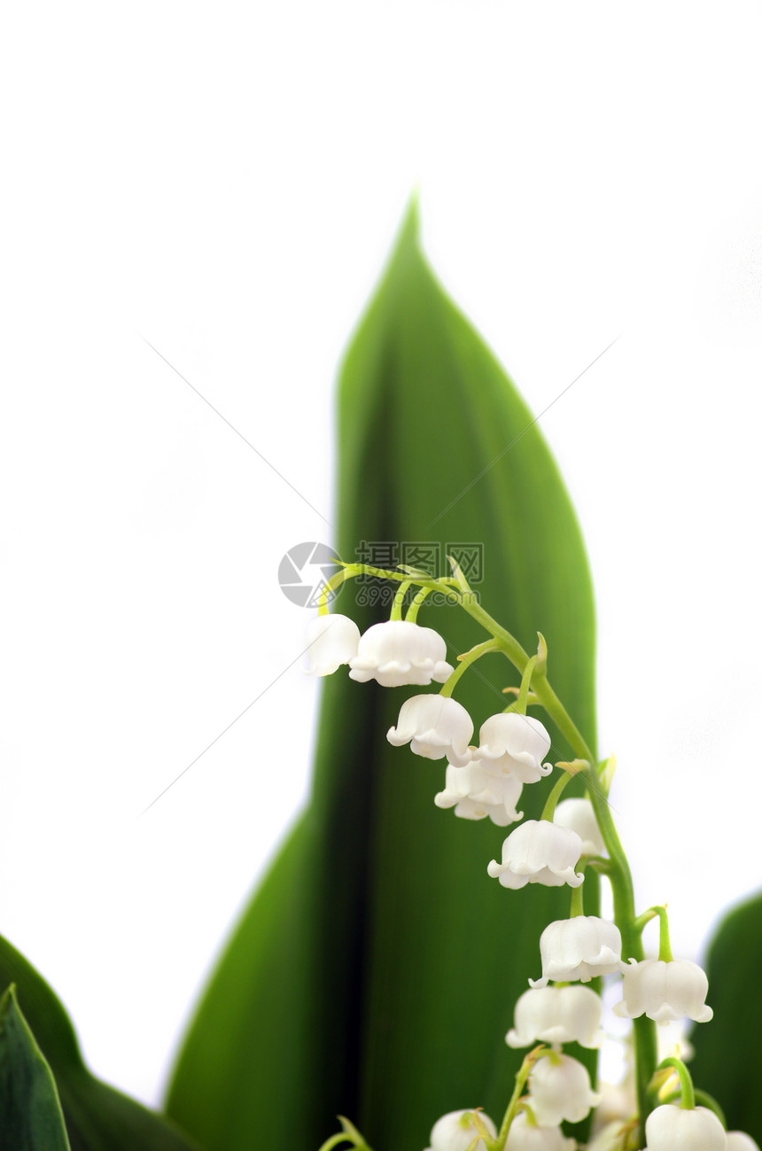 紧贴山谷的莉莉季节性草地投标美丽生长绿色白色百合季节花园图片