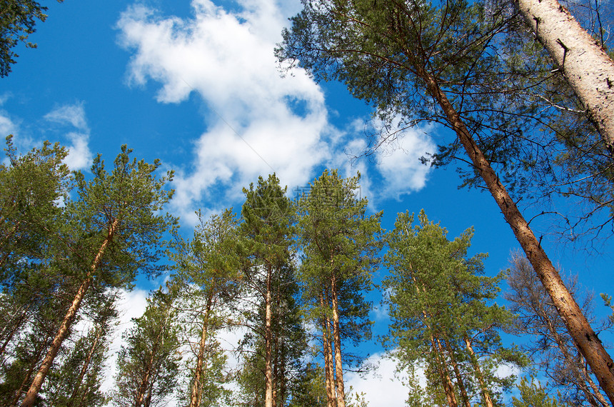 松林林阳光生态针叶蓝色天气天空风景国家松树顶峰图片