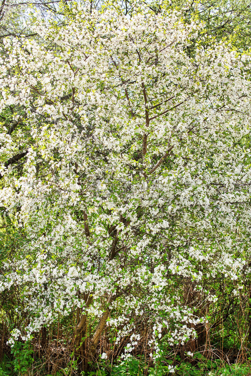 春天花园园艺晴天叶子果园生长花瓣边界植物植物学食物图片