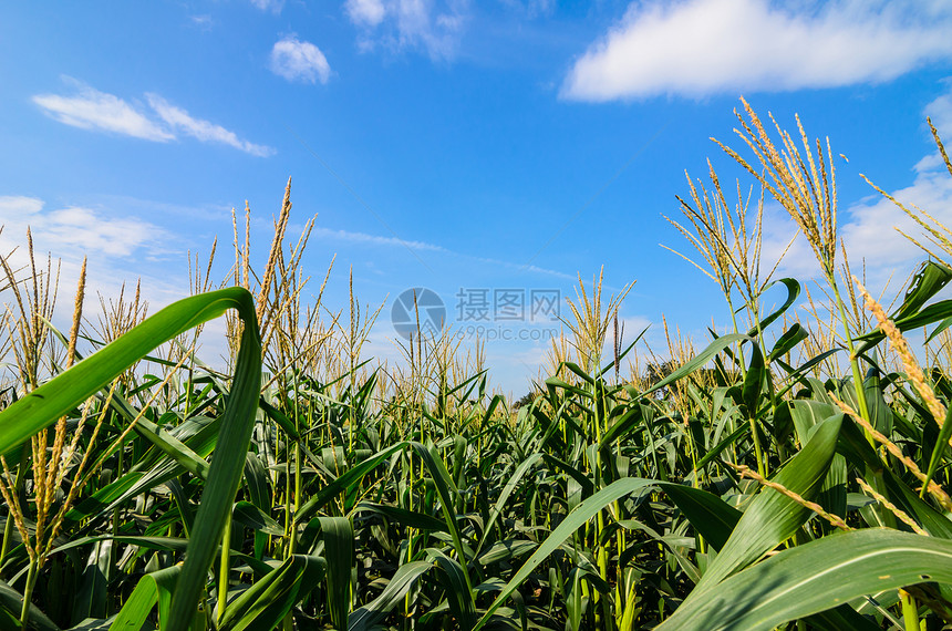 玉米农场国家天空环境植物谷物食物场地季节叶子粮食图片