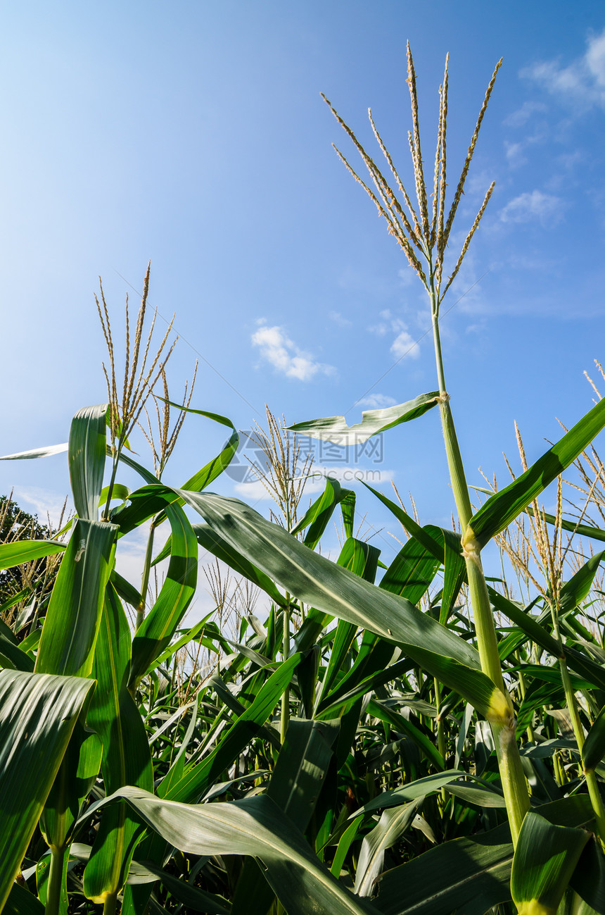 玉米农场食物绿色粮食国家叶子植物场地天空季节环境图片