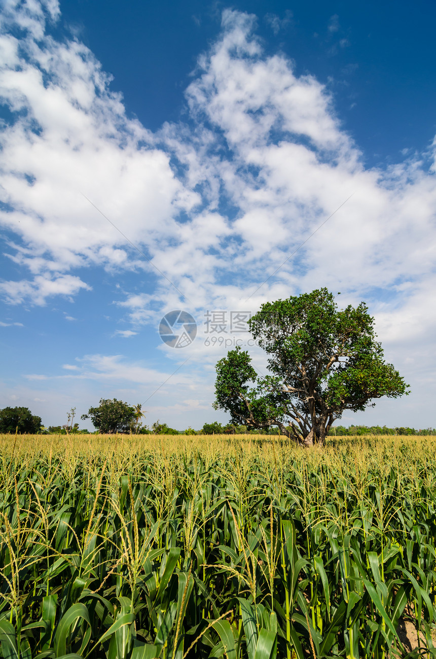 玉米农场场地植物粮食天空谷物食物绿色环境国家季节图片