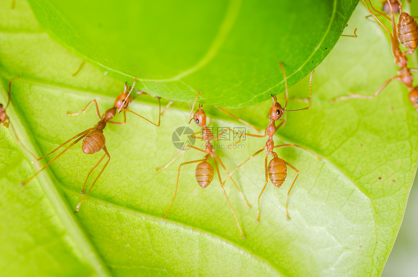 红蚂族团队合作建设之家绿色昆虫红色漏洞宏观野生动物图片