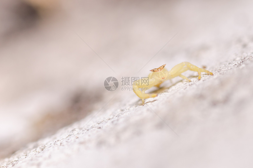 绿色性质的螃蟹蜘蛛碳水化合物眼睛花园宏观野生动物图片