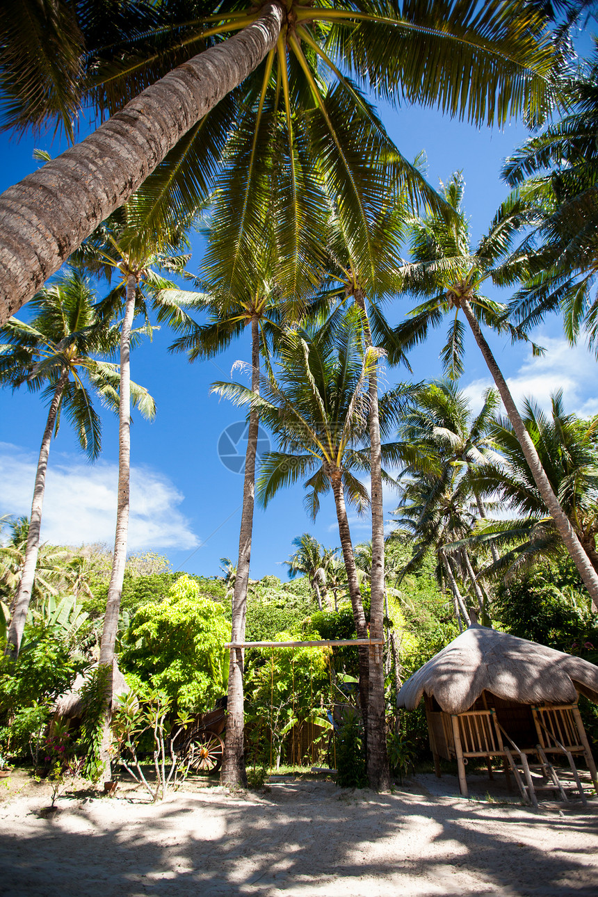 棕榈树晴天海洋异国海滩植物情调椰子天堂蓝色阳光图片