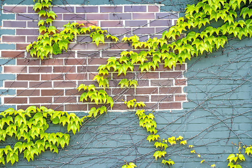 旧砖墙上的常春藤叶子树木荒野棕色绿色生长衬套树叶生活植物图片