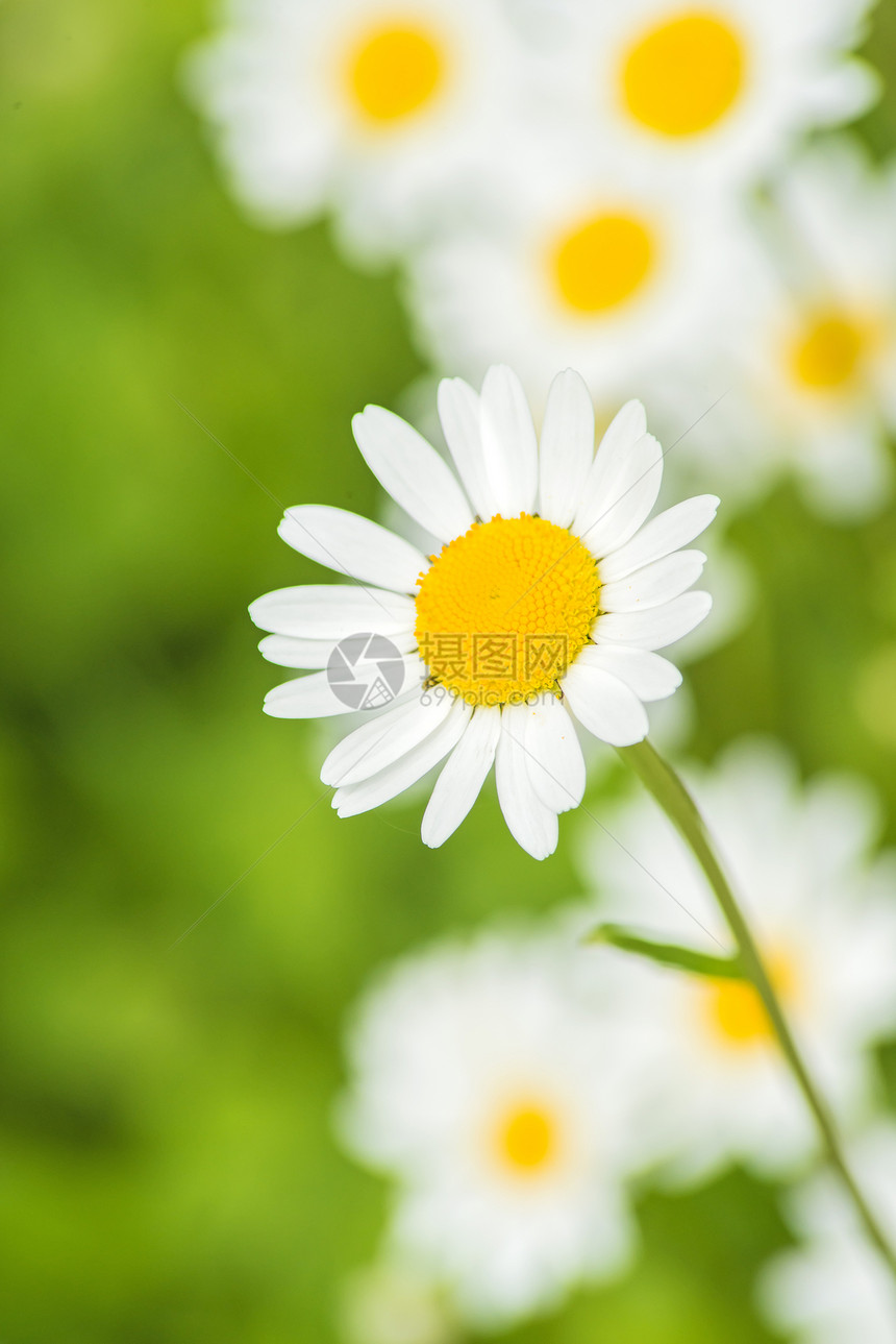 marguerite 语词宏观雏菊花瓣草地植物美丽植物学白色绿色菊花图片