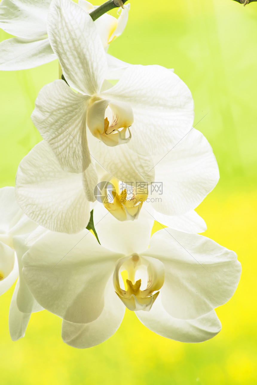 兰花盛开情调植物热带异国宏观植物群花瓣黄色美丽白色图片