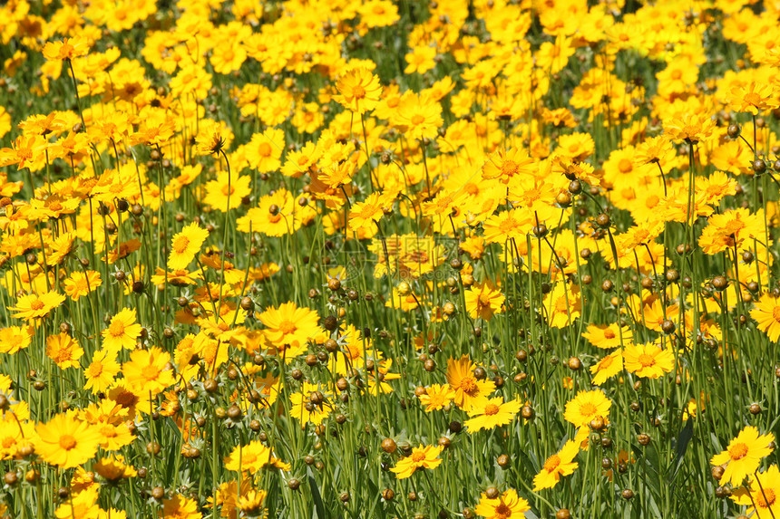 花盆植物群花园黄色绿色花朵图片