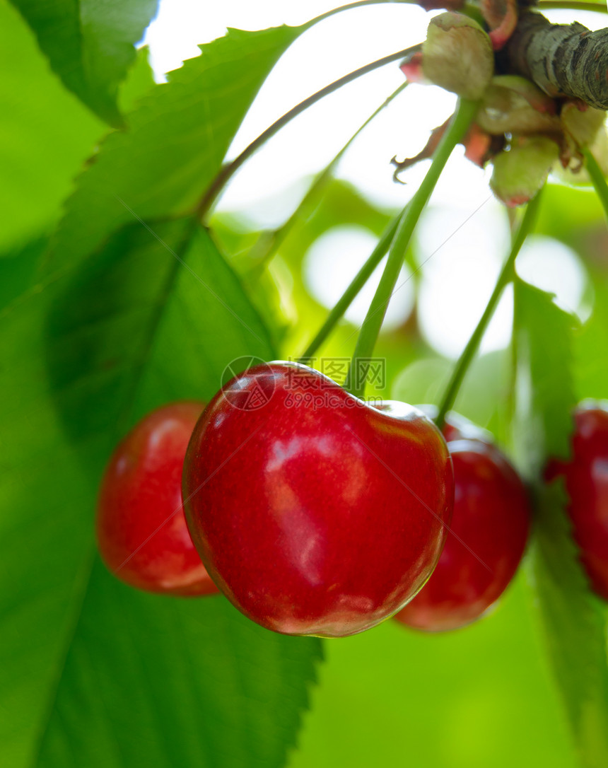 在树上甜美的果实的开裂樱桃生长水果季节甜点植物群食物植物园艺花园叶子图片