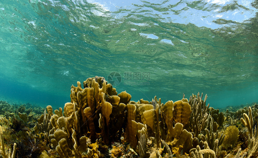 带有珊瑚的水下海底海景图片