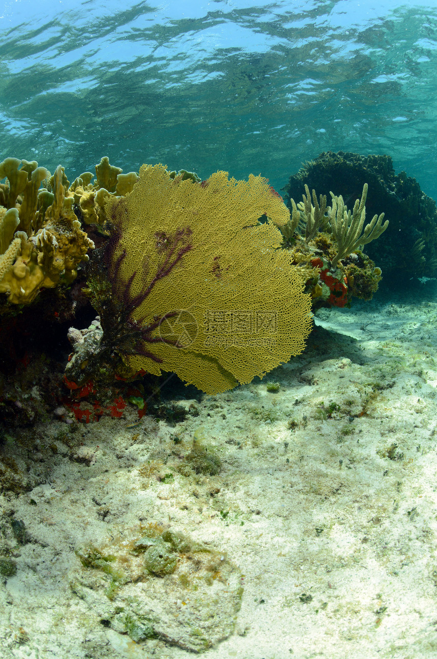 加勒比自然海景中充满活力的海扇和珊瑚图片