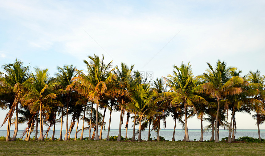 热带目的地的棕榈树线 无任何人图片