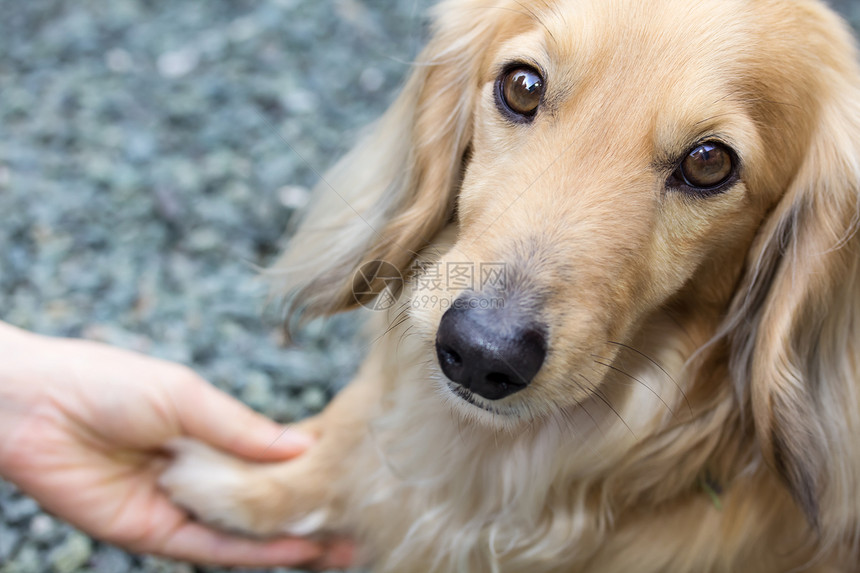 人与狗之间的友谊动物金子火车朋友金发女郎猎犬训练爪子毛皮宠物图片