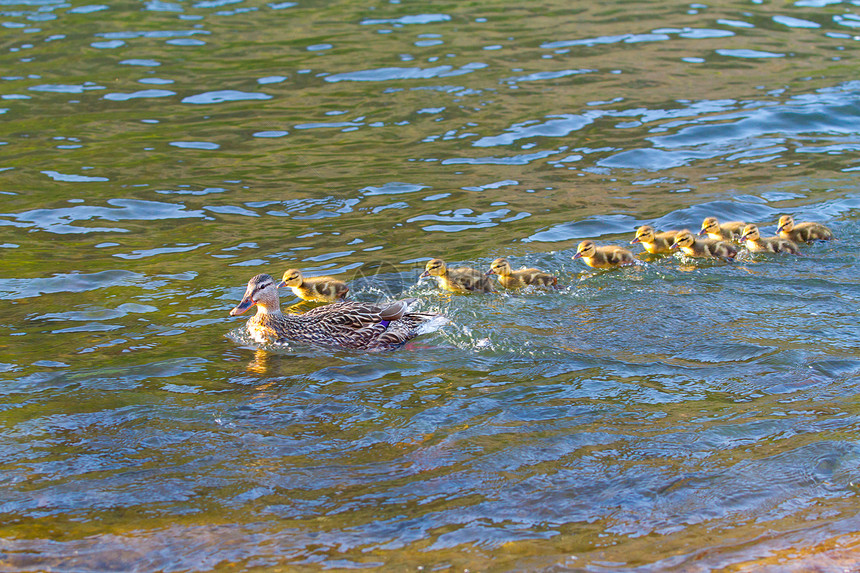 母鸭和小鸡娱乐游泳家庭溪流母亲野生动物鸭子图片