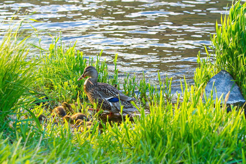 母鸭和小鸡溪流野生动物家庭娱乐母亲鸭子图片