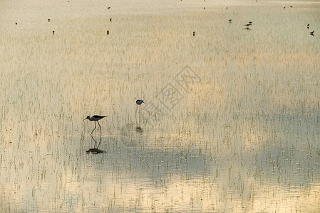 水鸟动物群自然保护区水平野生动物保护背景图片