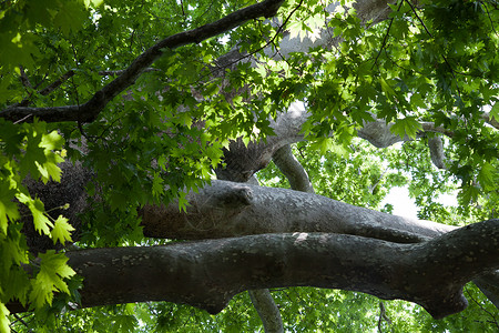 半月色的平面树飞机绿色梧桐树测试树干叶子背景图片