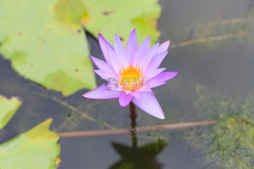 湖中紫水李丽花荷花植物花园水池香水栖息地紫色叶子情调池塘图片