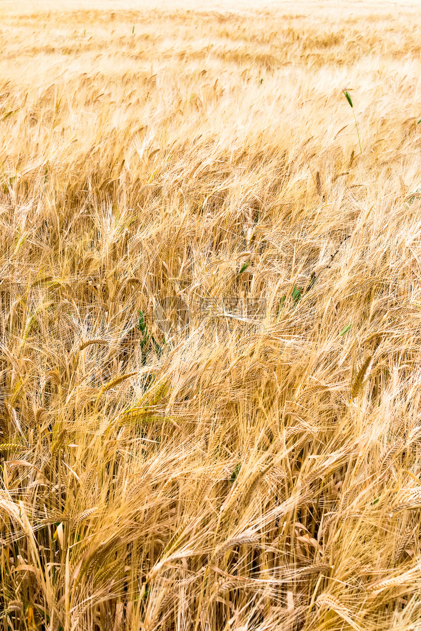 Rye 字段粮食农村小麦季节植物乡村生长稻草食物草地图片