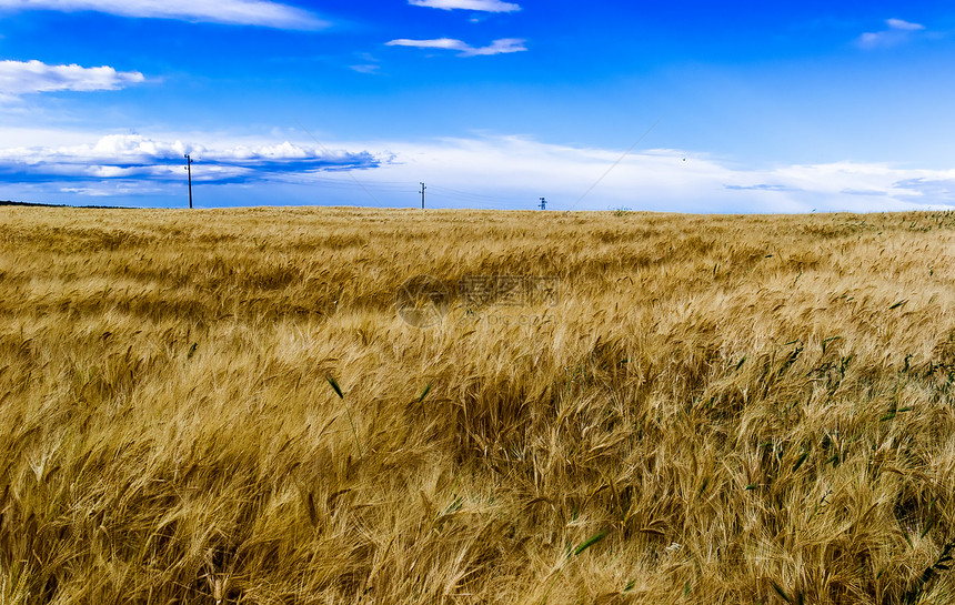 Rye 字段粮食草地金子小麦农村谷物食物天空收成农业图片