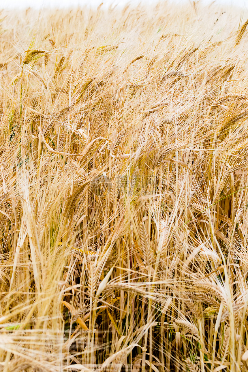 Rye 字段天空场地种子植物季节农场粮食蓝色收成生长图片