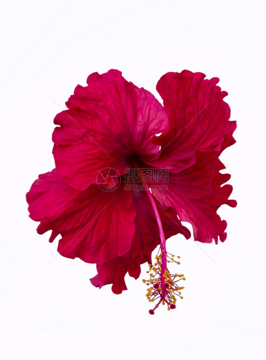 红碧花花花瓣植物植物群热带剪裁木槿红色假期花店图片