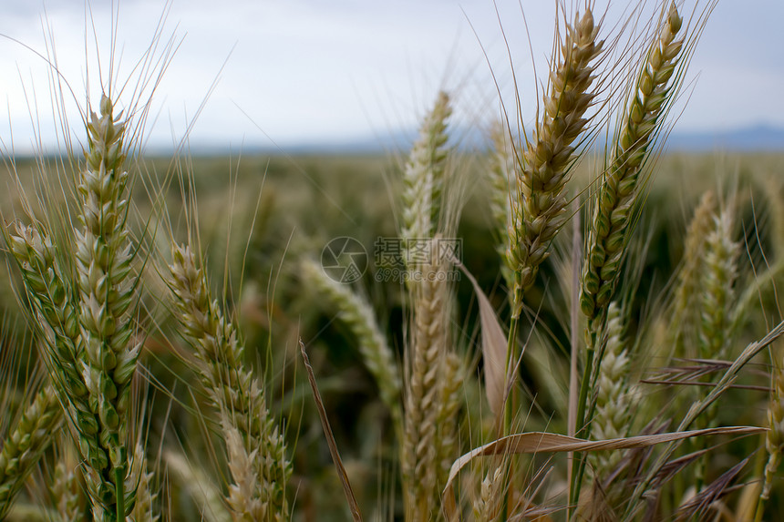 小麦田谷物季节乡村食物黄色稻草生长农业植物草地图片