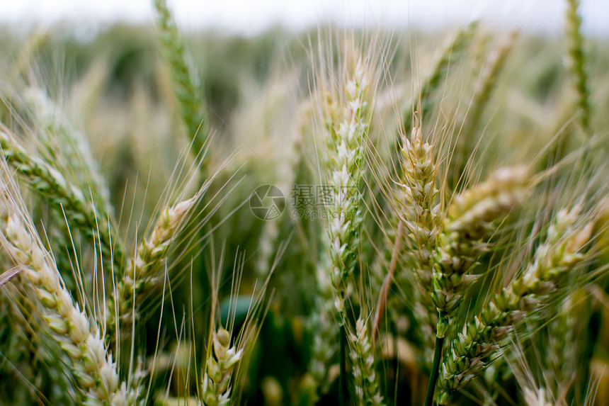 小麦田场地季节生长小麦黄色粮食谷物收成草地稻草图片