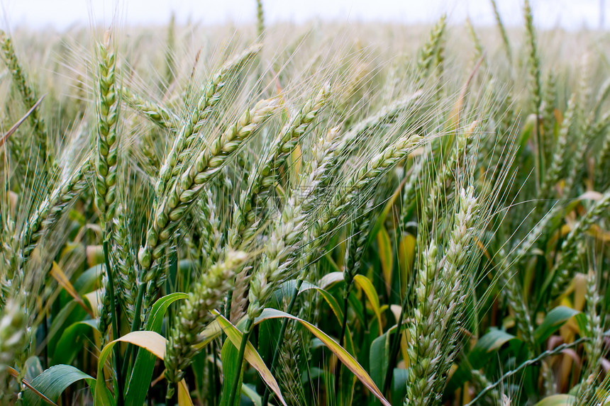 小麦田种子黄色小麦季节乡村食物金子场地谷物农村图片