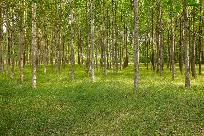 森林环境国家分支机构风景晴天木头树木荒野生活绿色植物图片