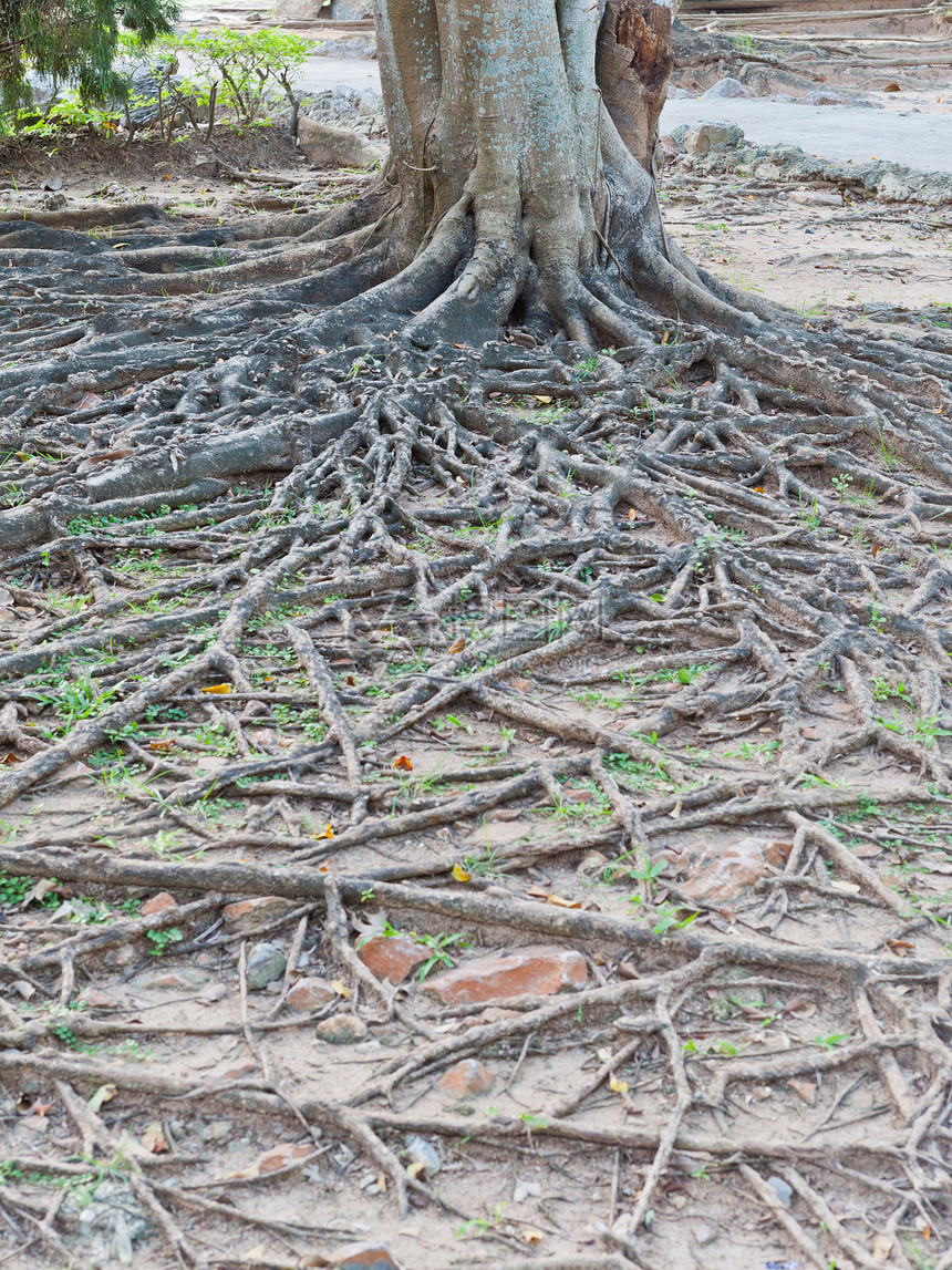 热带树根公园岩石生活森林网络苔藓绿色木头石头环境图片