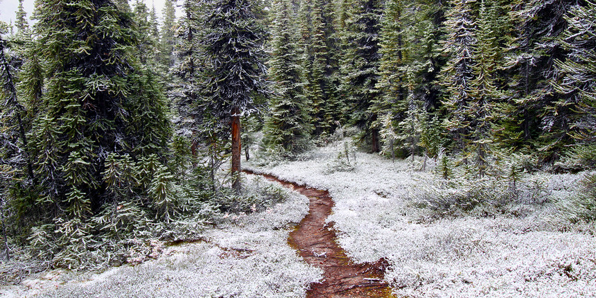 早期雪瀑州立公园寒意踪迹植被生态松树天气植物地形风景公园图片