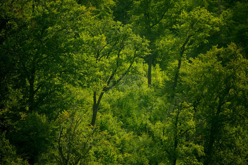 树木木头树叶绿色叶子环境生长图片