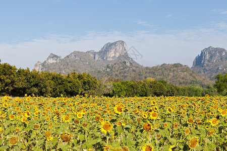 山地和蓝天空向日葵田植物季节向日葵树叶天空蓝色花朵场地黄色背景图片