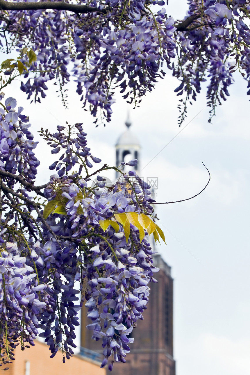 春花的威斯特西雅罪孽衬套蓝色凉棚下雨植物群紫色花朵植物登山者薰衣草图片