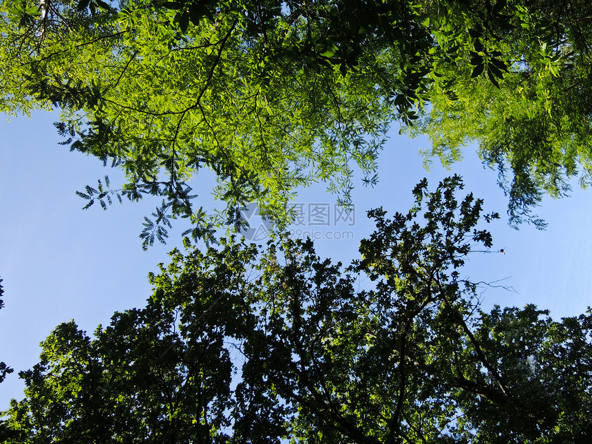蓝色天空上的树枝图片