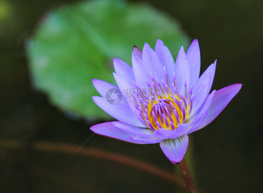 莲花花绿色紫色百合叶子植物学池塘植物群公园荷花热带图片