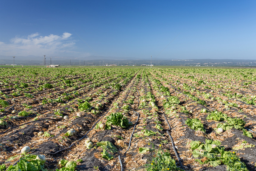 萨利纳斯谷收获的生菜田绿色眉头杂货店景观食品生产食物曲目农业图片