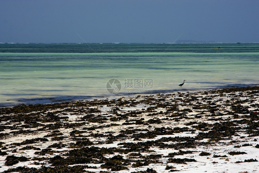 桑给巴尔的海滩海草和鸟类浅蓝色泡沫海岸线天空低潮岩石石头波浪小岛海藻图片