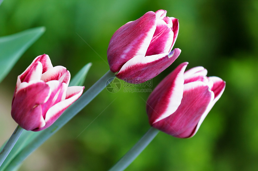 三朵美丽的春花郁金香图片